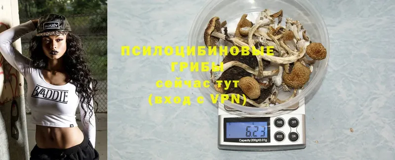 купить  цена  Скопин  даркнет какой сайт  Псилоцибиновые грибы Psilocybine cubensis 